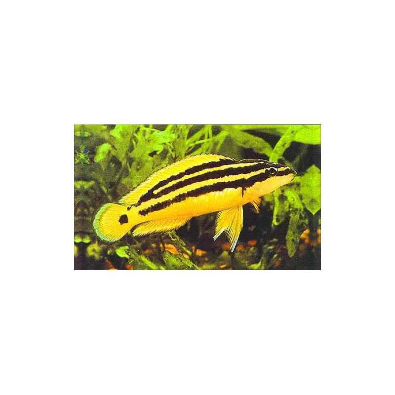 Gelber Schlankcichlide - Julidochromis Ornatus