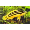 Gelber Schlankcichlide - Julidochromis Ornatus
