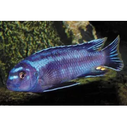 Kobaltorangebarsch - Melanochromis Johanni