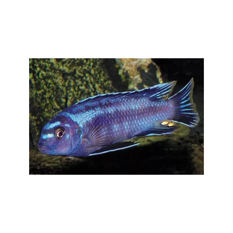 Kobaltorangebarsch - Melanochromis Johanni