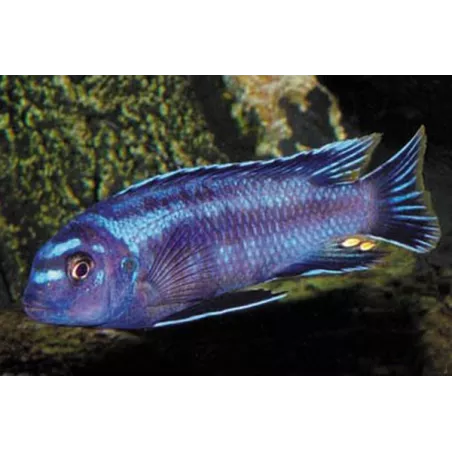 Cichlid Cobalt - Melanochromis Johanni