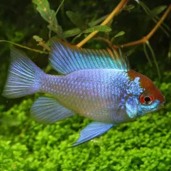 Farfalla Elettrica Blu Cichlide - Papiliochromis Ramirezi Electric Blue
