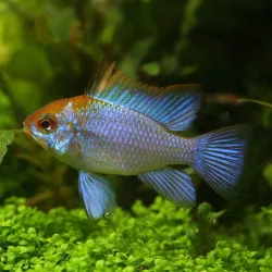 Farfalla Elettrica Blu Cichlide - Papiliochromis Ramirezi Electric Blue
