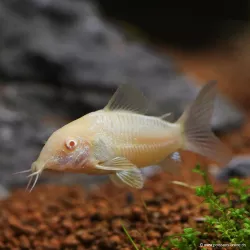Albinos Metall Panzerwels - Corydoras Aeneus Albinos