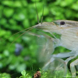 Gamberi Radar - Atya Moluccensis