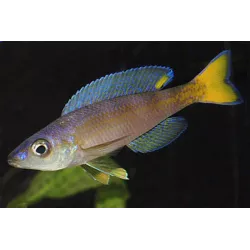 Cipridromis Leptosoma - Cyprichromis Leptosoma