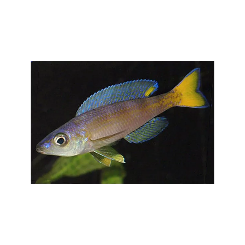 Cipridromis Leptosoma - Cyprichromis Leptosoma