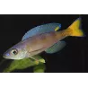 Cyprichromis Leptosoma - Cyprichromis Leptosoma