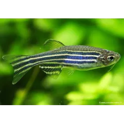 Danio Zebra - Danio Rerio