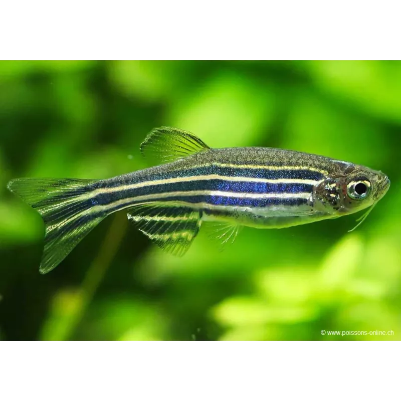 Danio Zèbre - Danio Rerio