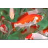 Goldfisch Sarasa Comet - Carassius Auratus