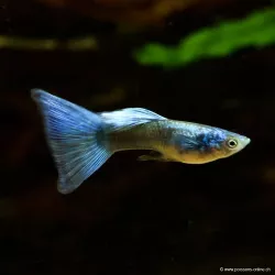 Guppy Mann Green Moscow - Poecilia Reticulata