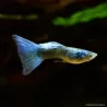 Guppy Mann Green Moscow - Poecilia Reticulata