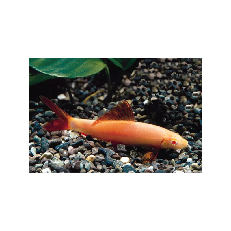Labéo Albinos - Epalzeorhynchos Frenatus Albinos