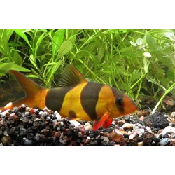 Loche Clown - Chromobotia Macracanthus