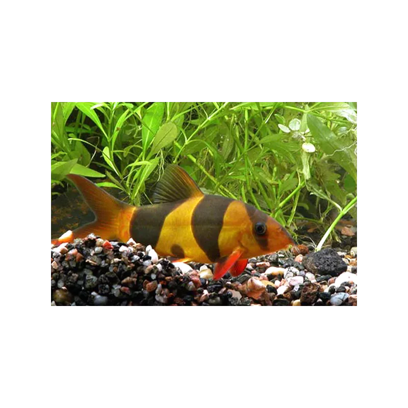 Loche Clown - Chromobotia Macracanthus