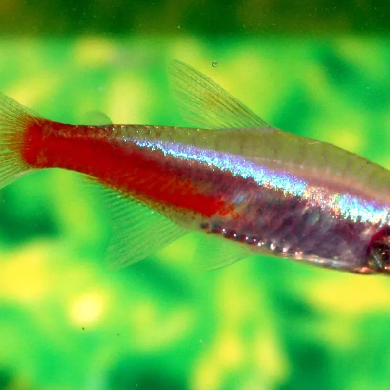 Neon Blu Albino - Paracheirodon Innesi Albinos