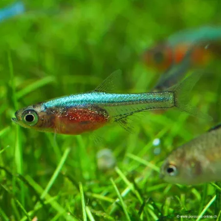 Blaue Axelrods Rasbora - Sundadanio Axelrodi Blue