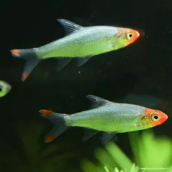 Nacklaube - Sawbwa Resplendens