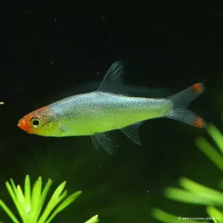 Nacklaube - Sawbwa Resplendens