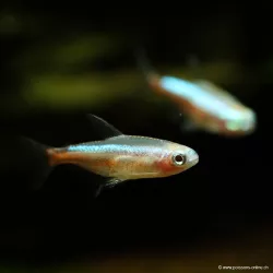 Roter Gold Neonsalmler