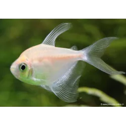 Vedova - Gymnocorymbus Ternetzi Gold