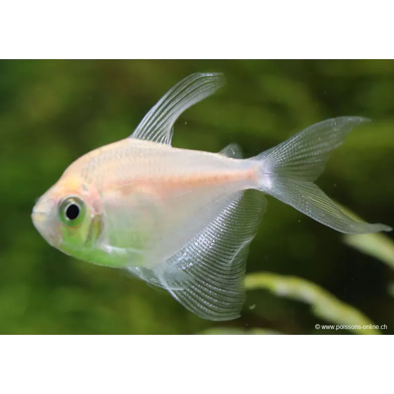 Veuve Gold - Gymnocorymbus Ternetzi Gold