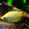 Gourami Or - Colisa Chuna Gold