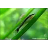 Otocinclus Nain - Otocinclus Affinis