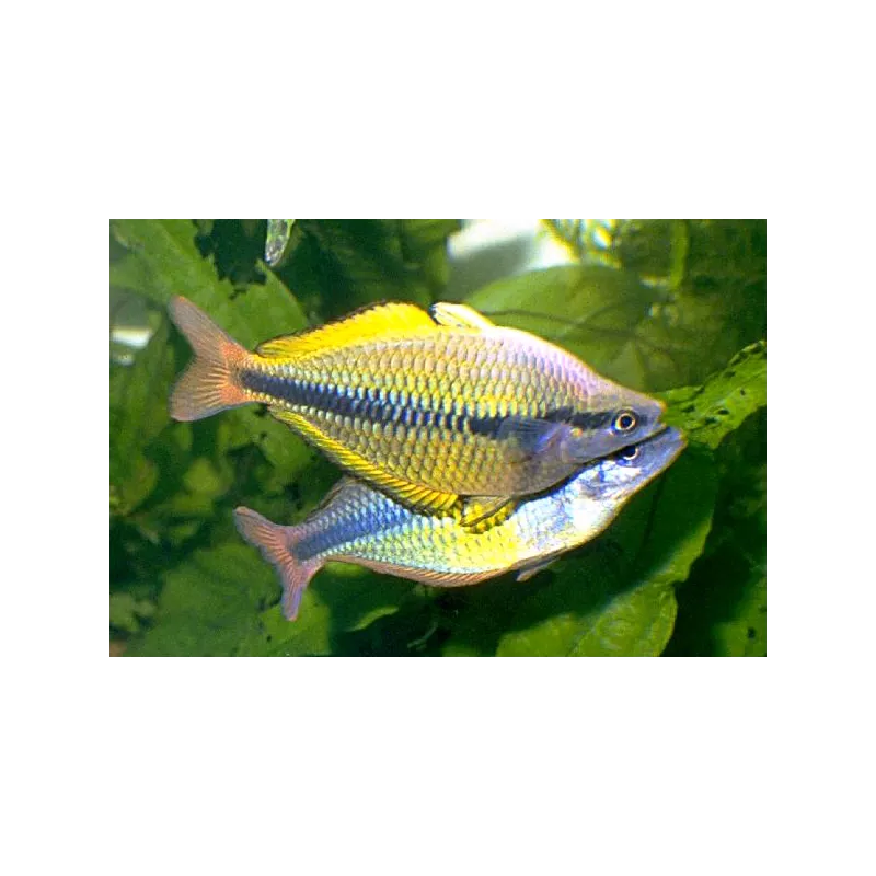 Poisson Arc-En-Ciel Du Lac Tebera - Melanotaenia Herbertaxelrodi