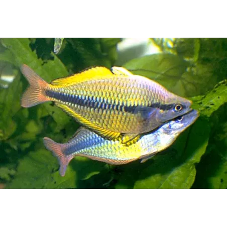 Poisson Arc-En-Ciel Du Lac Tebera - Melanotaenia Herbertaxelrodi