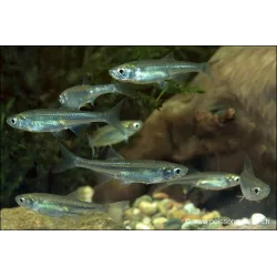 Ablette À Dos Vert - Leucaspius Delineatus