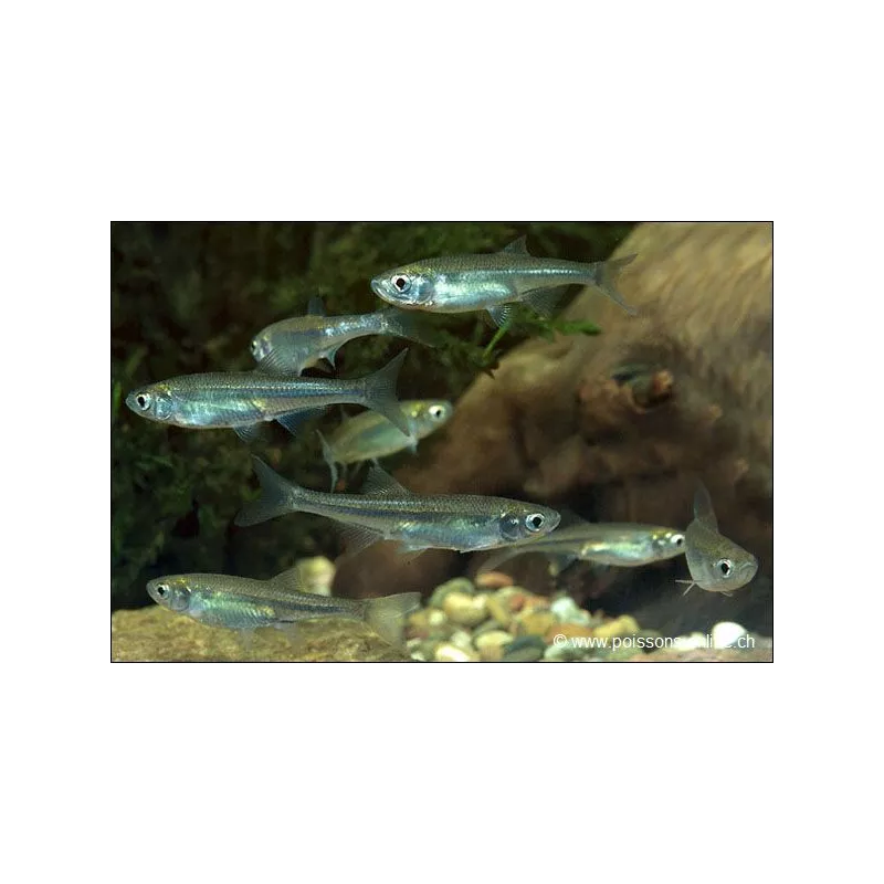 Ablette À Dos Vert - Leucaspius Delineatus