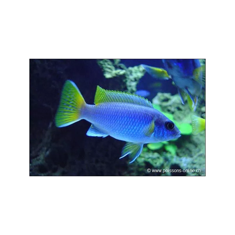 Ciclide Con Pinne Gialle - Pseudotropheus Sp. Acei