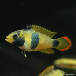 Panda Zwergbuntbarsch - Apistogramma Nijsseni