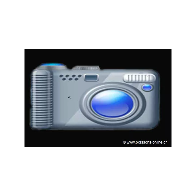 Labidochromis Hongi Red Top - Labidochromis Hongi Red Top