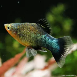 Platy Black - Xiphophorus Maculatus