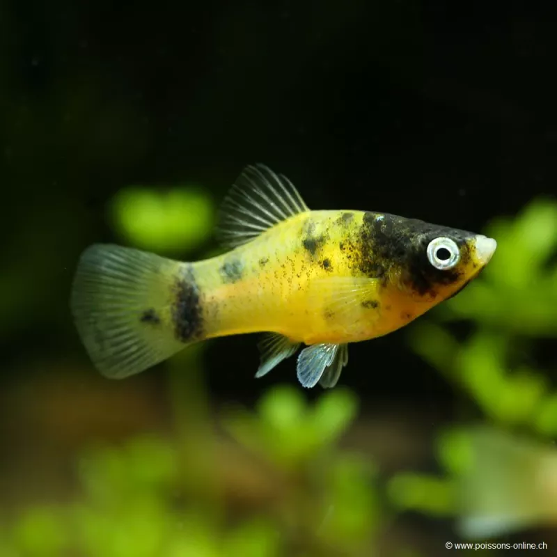 Platy Bumblebee - Xiphophorus Maculatus