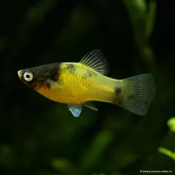 Platy Bumblebee - Xiphophorus Maculatus