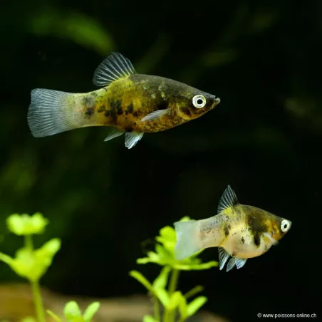 Platy Ghost - Xiphophorus Maculatus
