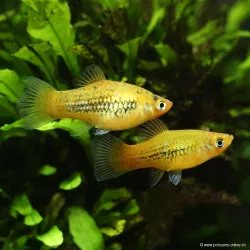 Platy Golden Tuxedo - Xiphophorus Maculatus