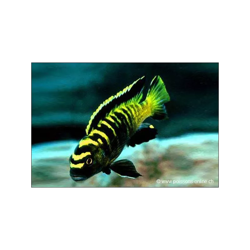 Pseudotropheus Flavus - Pseudotropheus Flavus