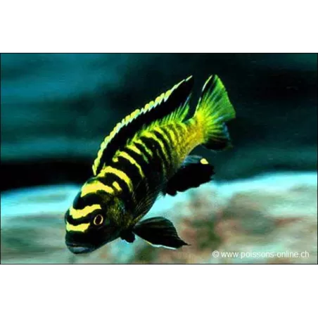 Pseudotropheus Flavus - Pseudotropheus Flavus