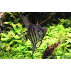 Skalare Zebra Rauchfarbend - Pterophyllum Scalare