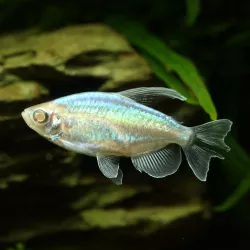 Blauer Kongosalmler Albinos - Phenacogrammus Interruptus Albinos