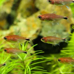 Tétra Semoule Rouge - Axelrodia Riesei / Wild