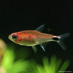 Tétra Semoule Rouge - Axelrodia Riesei / Wild