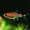 Tétra Semoule Rouge - Axelrodia Riesei / Wild