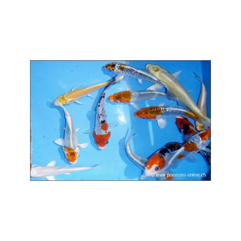 Carpe Koï Assortie Sélection - Cyprinus Carpio Selected
