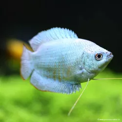 Zwergfadenfisch Mann "Blue Cobalt" - Colisa Lalia